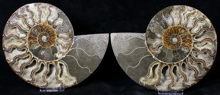 Split Agatized Ammonite - Million Years #18830